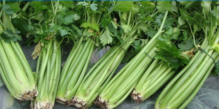 Stem celery