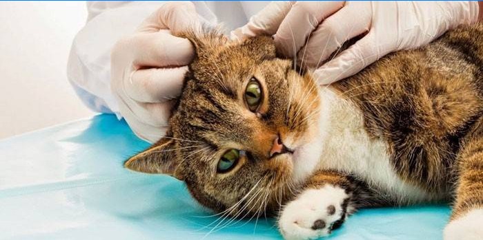 Veterinarian examines a cat's ears