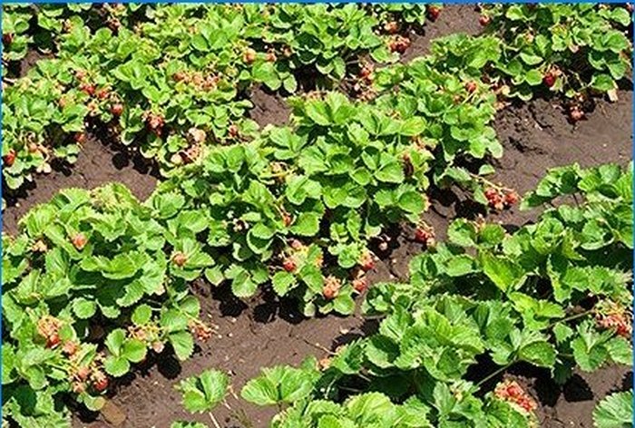 The sweetest berry on your site - growing strawberries