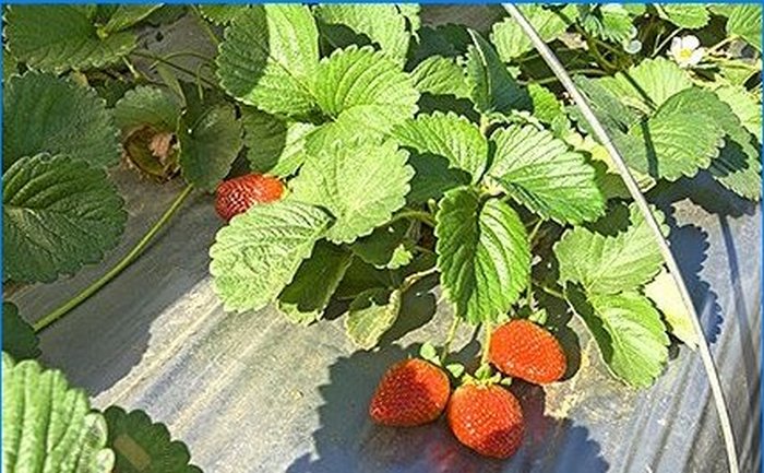 The sweetest berry on your site - growing strawberries