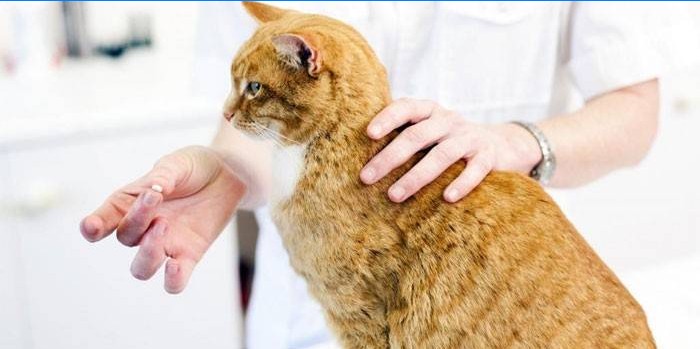 Veterinarian gives a cat medicine