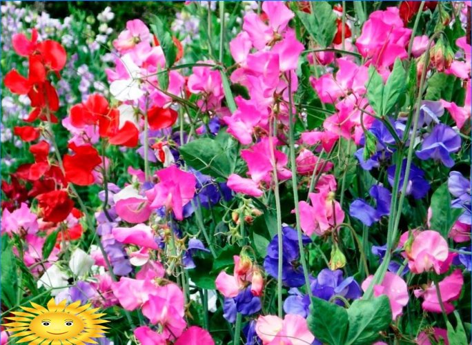 What fragrant and fragrant flowers to plant in the garden