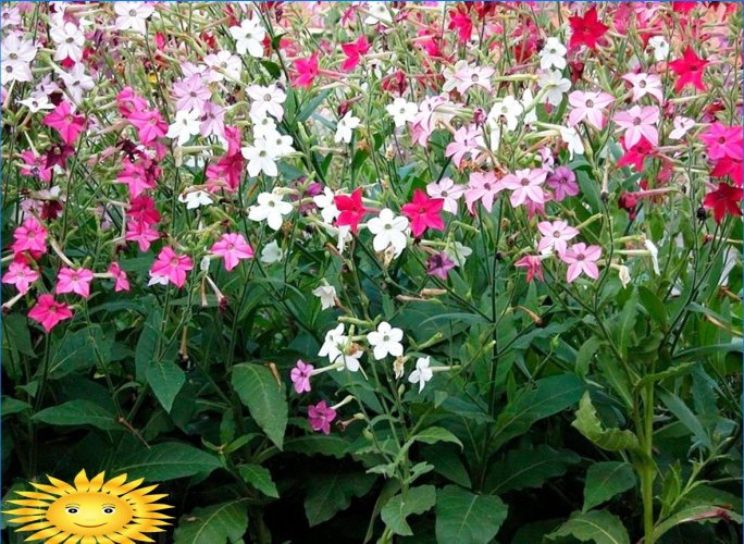 What fragrant and fragrant flowers to plant in the garden