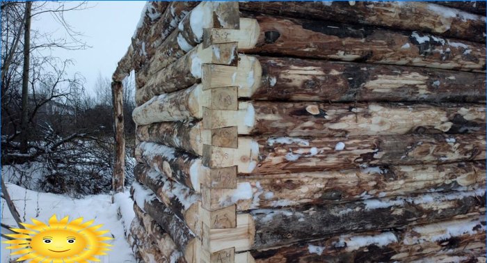 What wood to choose for the construction of a log house