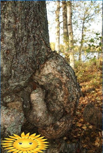 Growth on a tree