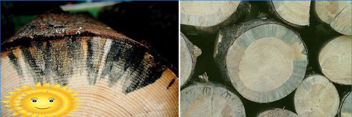 Fungus damage to wood