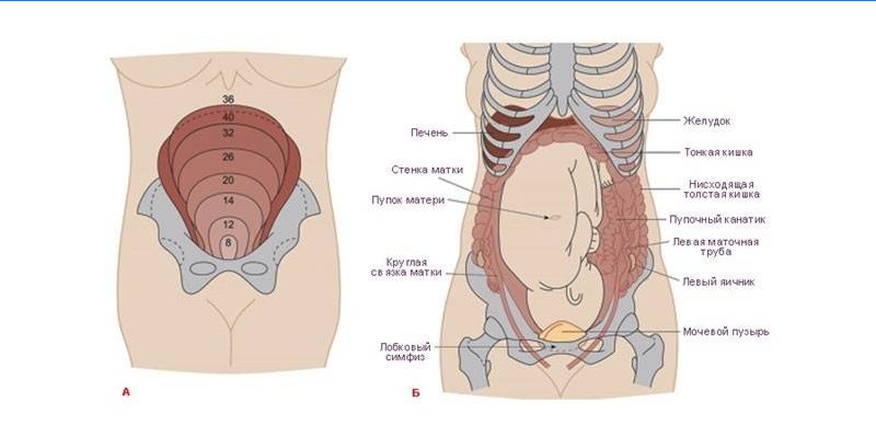 Uterine growth during pregnancy