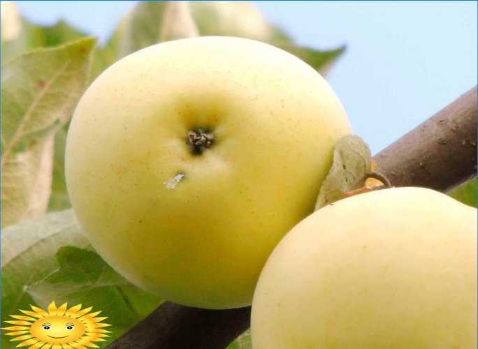 Apples are different: we understand the popular varieties of apple trees