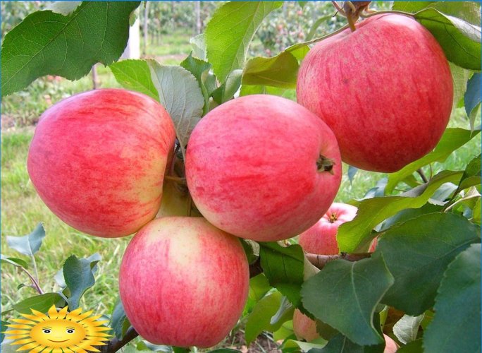 Apples are different: we understand the popular varieties of apple trees
