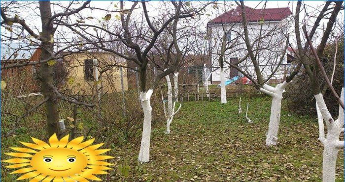 Autumn pruning of apple, pear and fruit trees