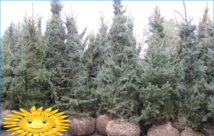 Caring for conifers in the first years after planting