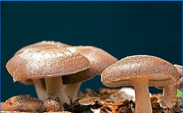 Cultivation of shiitake and honey agarics on a personal plot