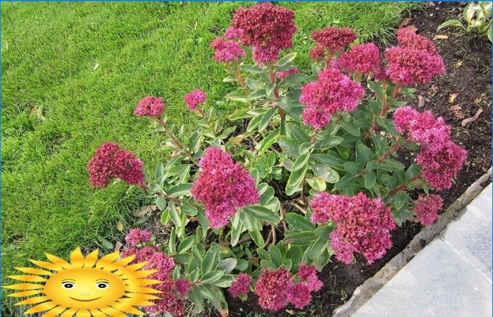 Flowerbed with your own hands. Plant selection tips and a practical setup guide