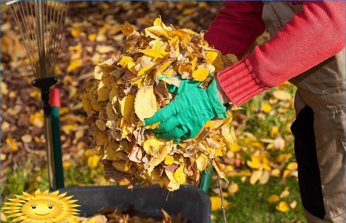Five reasons not to pick fallen leaves in your garden