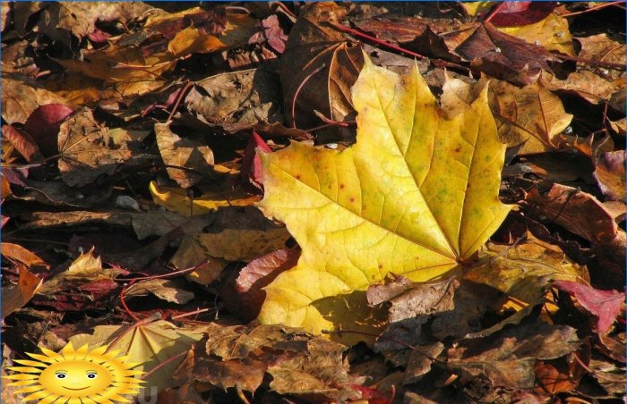 Five reasons not to pick fallen leaves in your garden