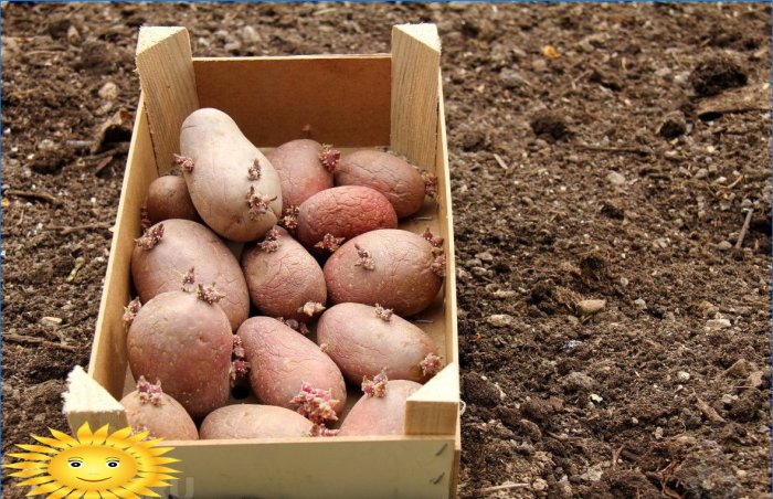 Potatoes for planting