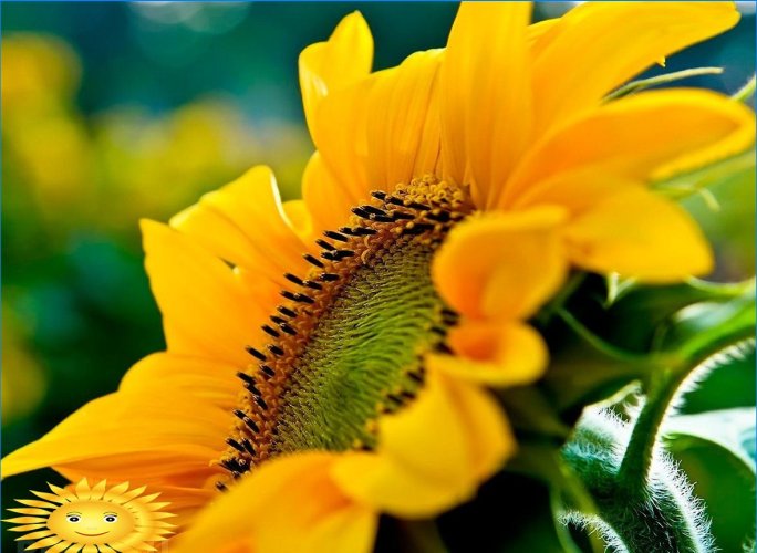 Growing and caring for ornamental sunflower