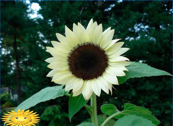 Growing and caring for ornamental sunflower