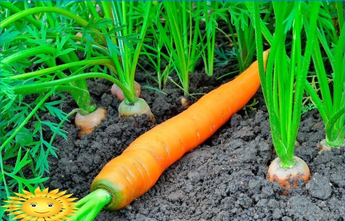 Growing carrots in the open field: planting and care