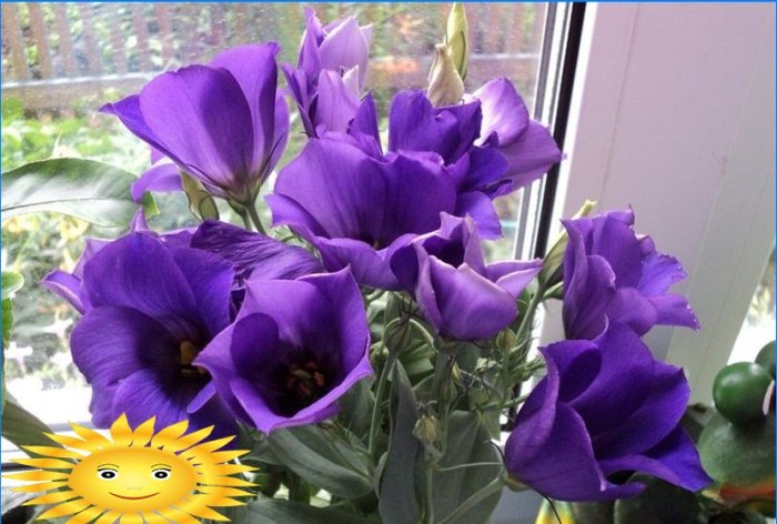 Growing eustoma from seeds at home