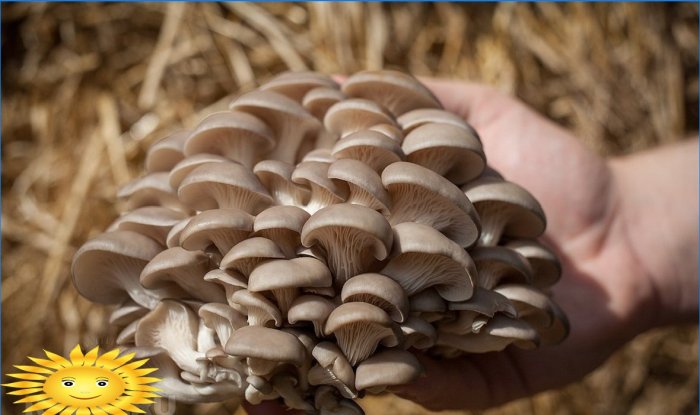 Growing oyster mushrooms: additional income on your site