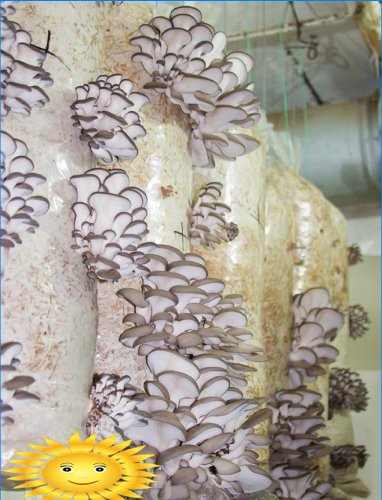 Growing oyster mushrooms on bags