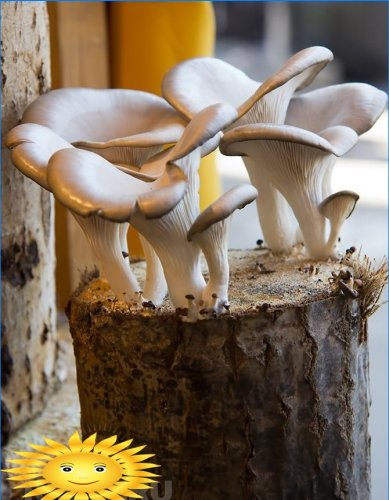Growing oyster mushrooms on stumps