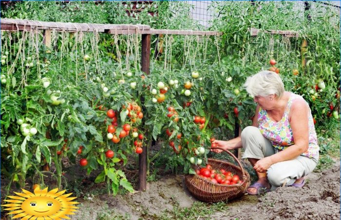 Growing tomatoes: how to save tomato harvest in cold summer
