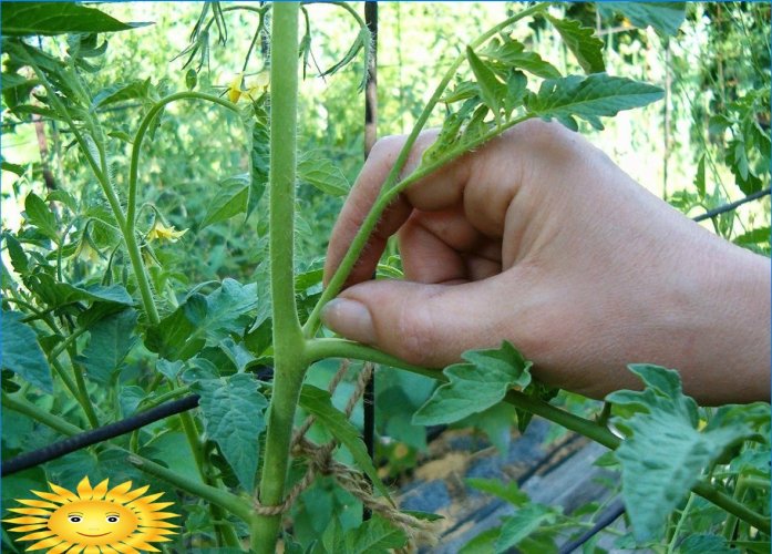 Formation of tomato bushes: pinching
