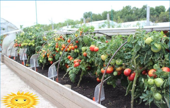 Growing tomatoes in cold climates