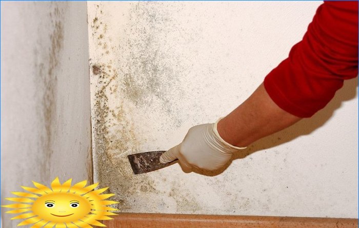 How to get rid of mold and mildew in a private house and apartment