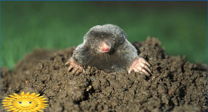 Mole in the garden