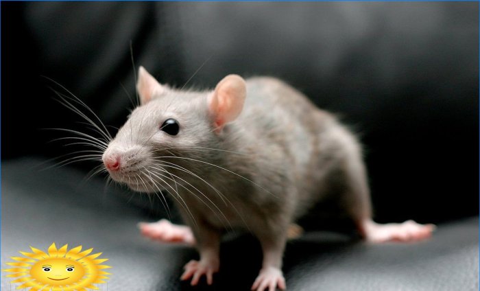 How to get rid of rats and mice in the house with herbs