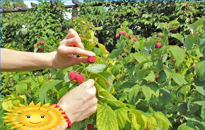 How to grow and care for raspberries