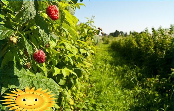 How to grow and care for raspberries