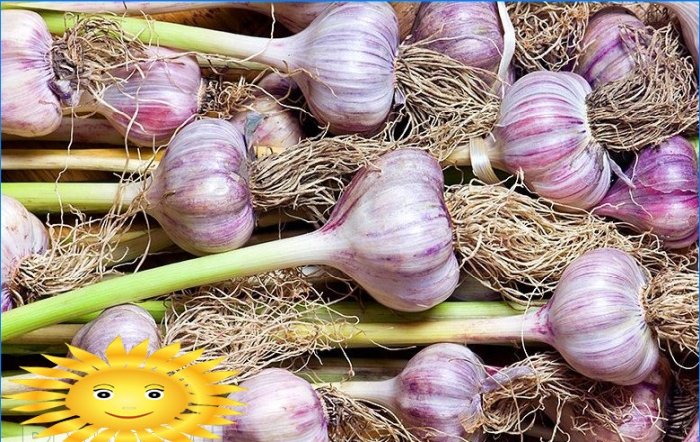 How to properly grow and maintain the harvest of garlic