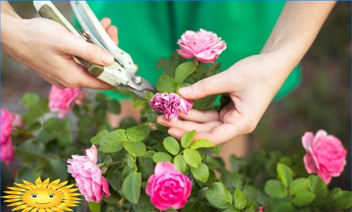 How to prepare roses for winter