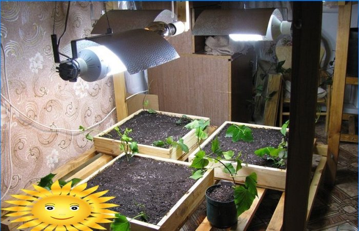 Lamps for plant seedlings: an overview, tips for choosing