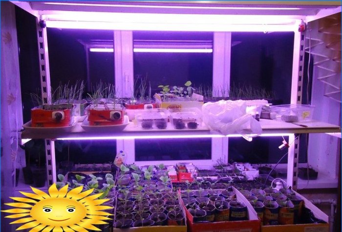 Lamps for plant seedlings: an overview, tips for choosing