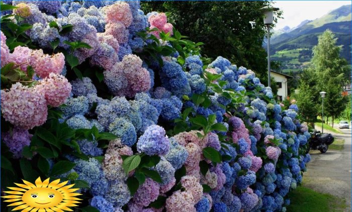 Living perennial hedge or flowering fence