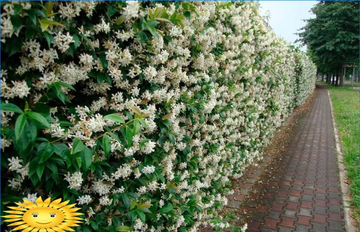Living perennial hedge or flowering fence