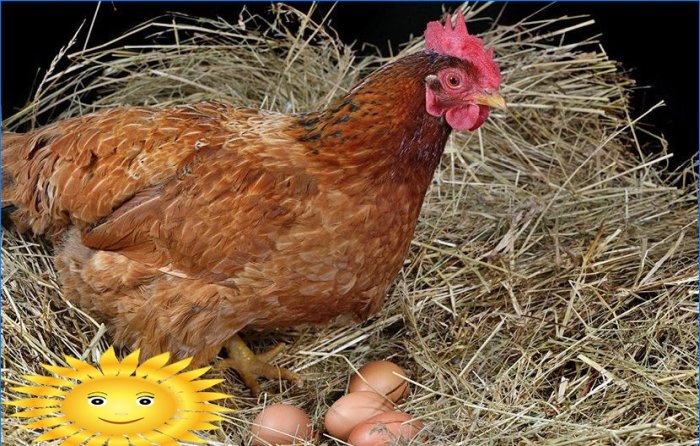 Maintenance and breeding of laying hens in the country