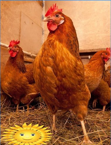 Maintenance and breeding of laying hens in the country