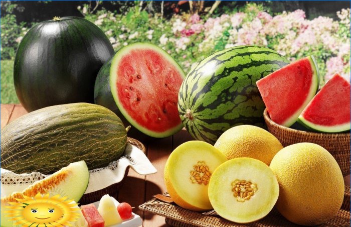 Melons on the site: we grow melons and watermelons