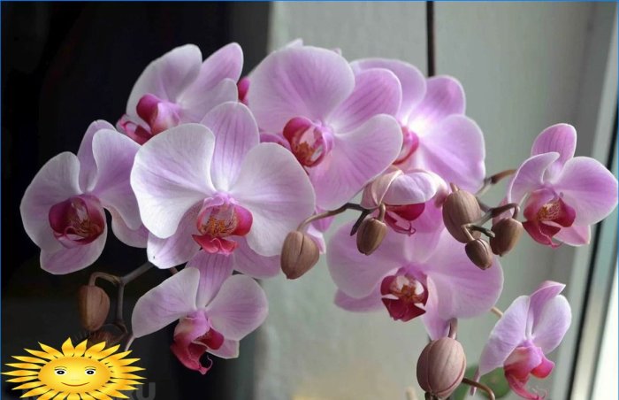 Orchid - suitable conditions, care, transplant, reproduction