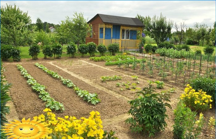 Well-groomed vegetable garden