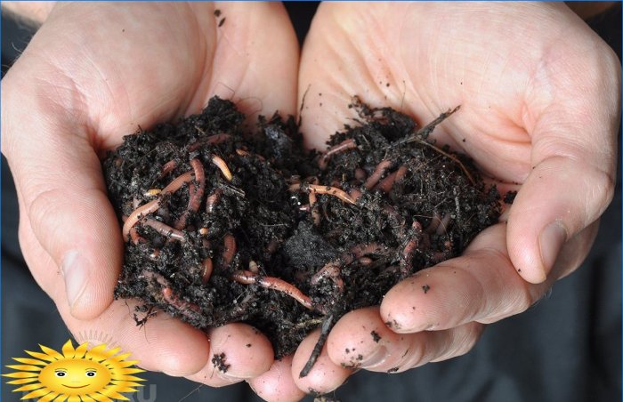 Organic farming: earthworms are the main indicator of fertility