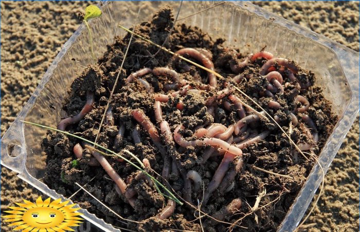 Organic farming: earthworms are the main indicator of fertility