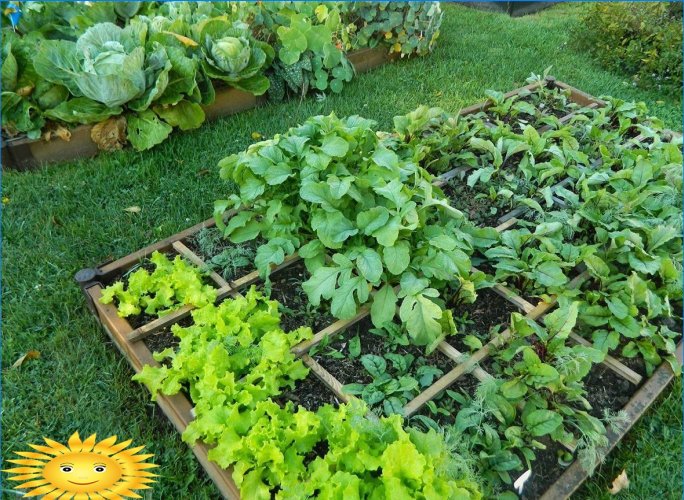 Organic farming: how to create smart beds