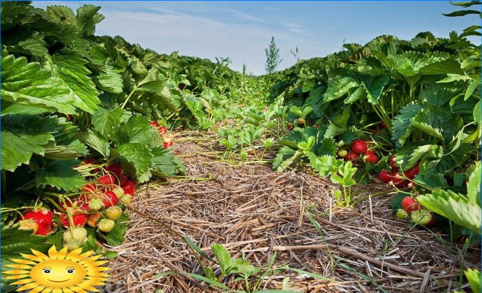 Organic farming: main features